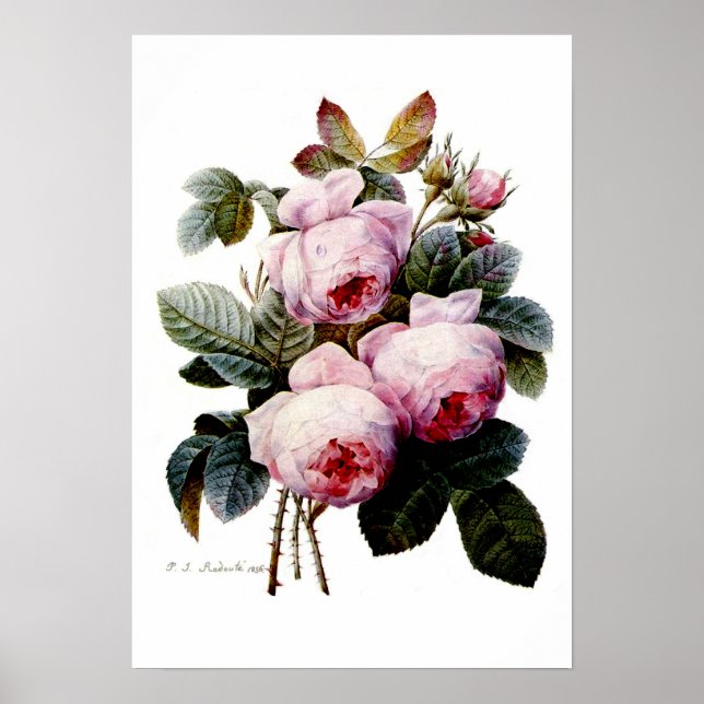 Póster Rosas de Redoute (Frente)