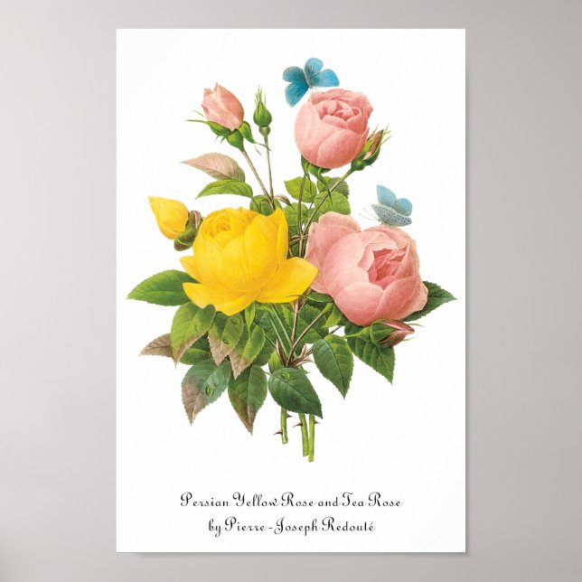 Póster Rosas de té rosa amarillo persa de Redoute (Frente)