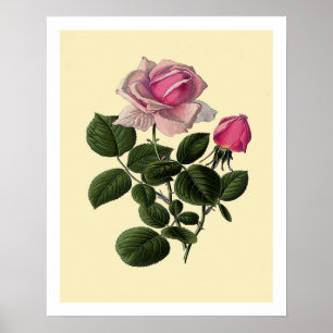 Póster Rosas de Té Rosadas