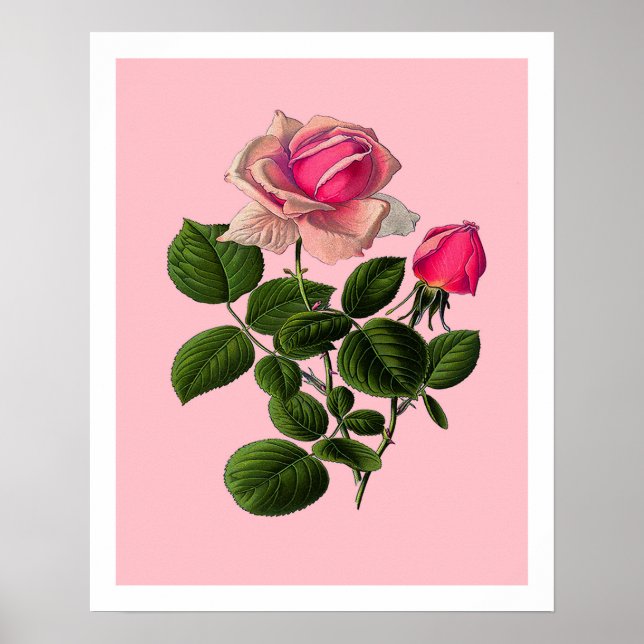 Póster Rosas de Té Rosadas (Frente)