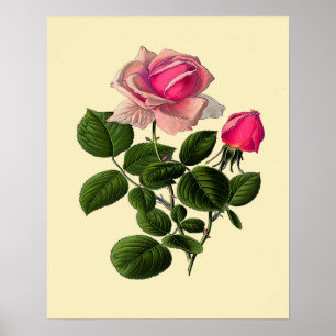 Póster Rosas de Té Rosadas