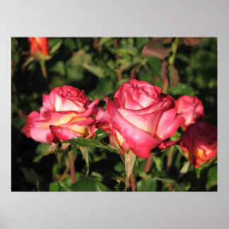 Póster Rosas del té híbrido de Granada 045