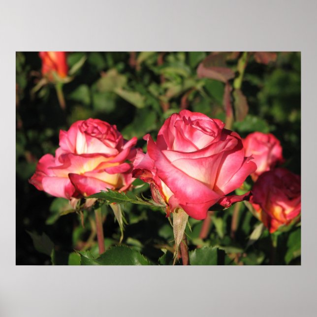 Póster Rosas del té híbrido de Granada 045 (Frente)