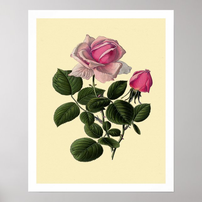 Póster Rosas del té rosado (Frente)