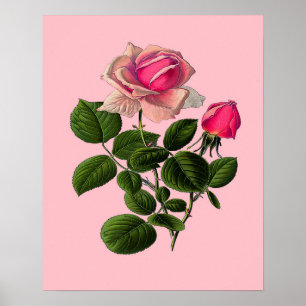 Póster Rosas del té rosado