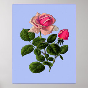 Póster Rosas del té rosado