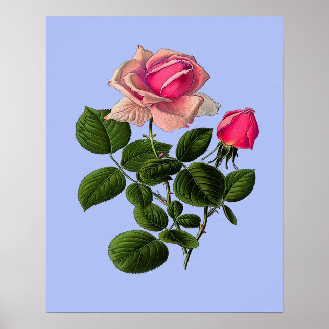 Póster Rosas del té rosado (Frente)