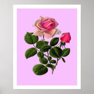 Póster Rosas del té rosado