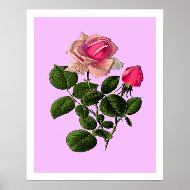 Póster Rosas del té rosado (Frente)