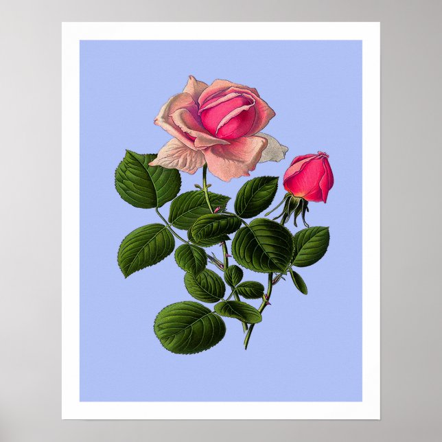 Póster Rosas del té rosado (Frente)