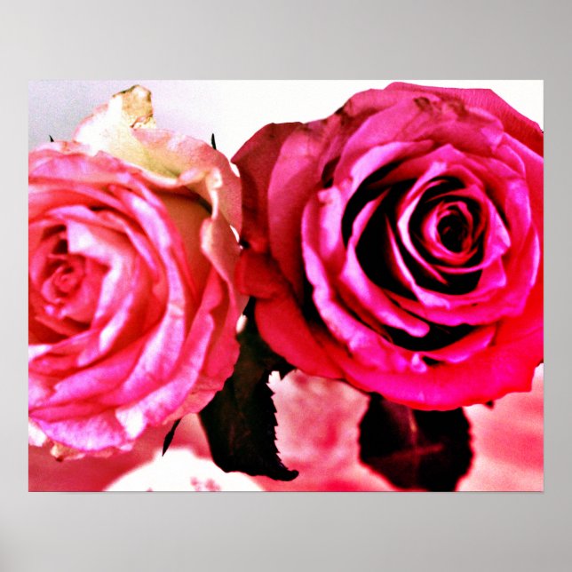 Póster Rosas en auge (Frente)