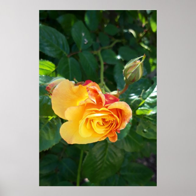 Póster Rosas flores (Frente)