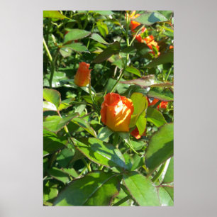 Póster Rosas flores