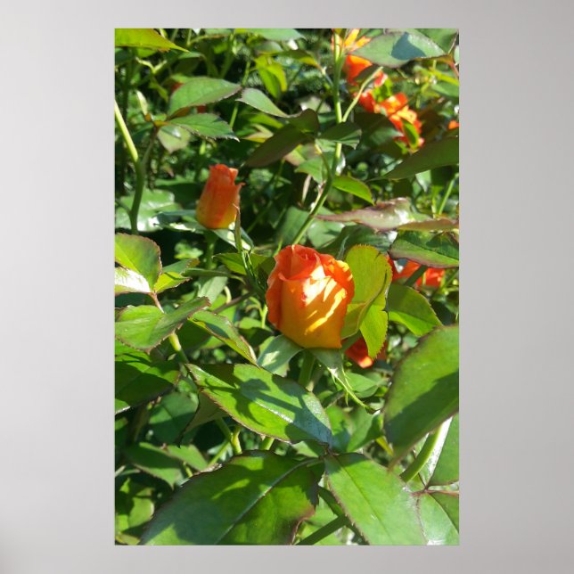 Póster Rosas flores (Frente)
