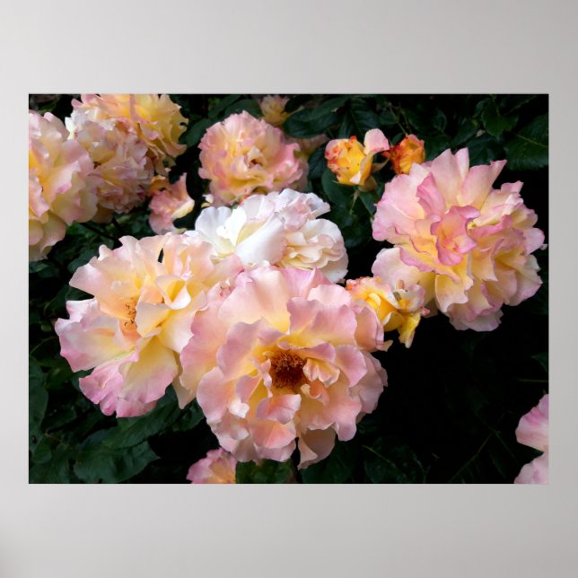 Póster Rosas Flores, Rosas Amarillas Rosadas (Frente)