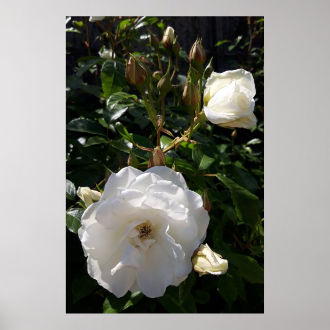 Póster Rosas flores, rosas blancas (Frente)