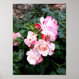 Póster Rosas Flores, Rosas Rosas Blancas Rojas