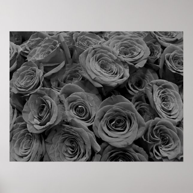 Póster Rosas grises, foto floral gris l (Frente)
