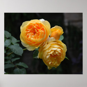 Póster Rosas ingleses amarillos