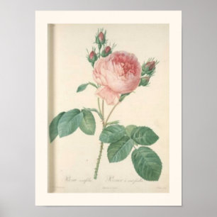 Póster Rosas ingleses botánicos subiós col