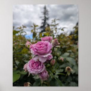 Póster Rosas lavanda rosadas con cielo nublado dramático 