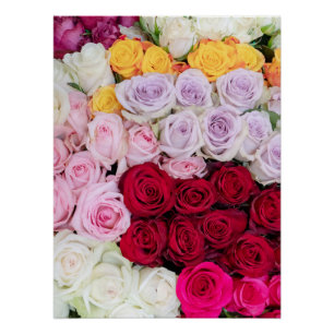 Póster Rosas mezcladas coloridas