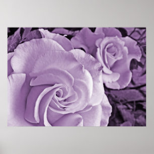 Póster Rosas morados ~ Poster floral
