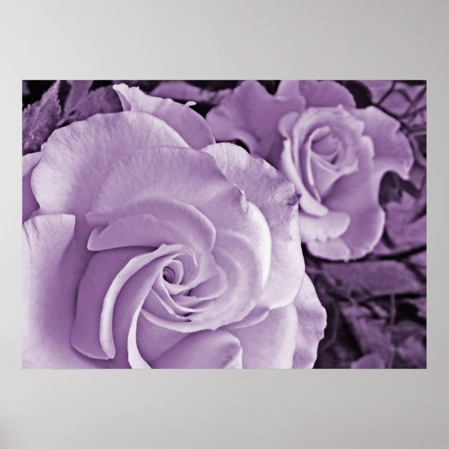Póster Rosas morados ~ Poster floral (Frente)