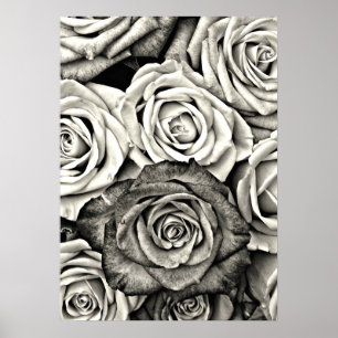 Póster Rosas negras y blancas