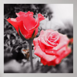 Póster Rosas rojas vintage