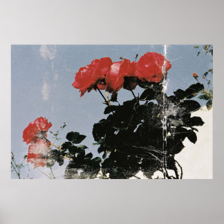 Póster Rosas Rojas Vintage Contra un Cielo Azul