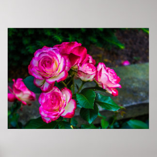 Póster Rosas rojos y blancos