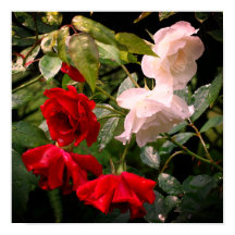 Rosas Rojos Y Blancos Desnudos