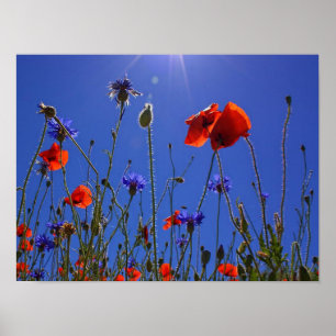 Póster rosas rojos y morados abrazando un cielo y sol azu