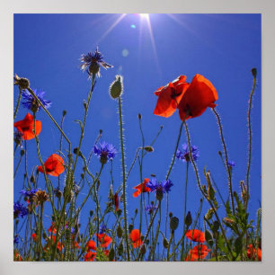 Póster rosas rojos y morados abrazando un cielo y sol azu