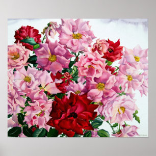 Póster Rosas rojos y rosados 2008