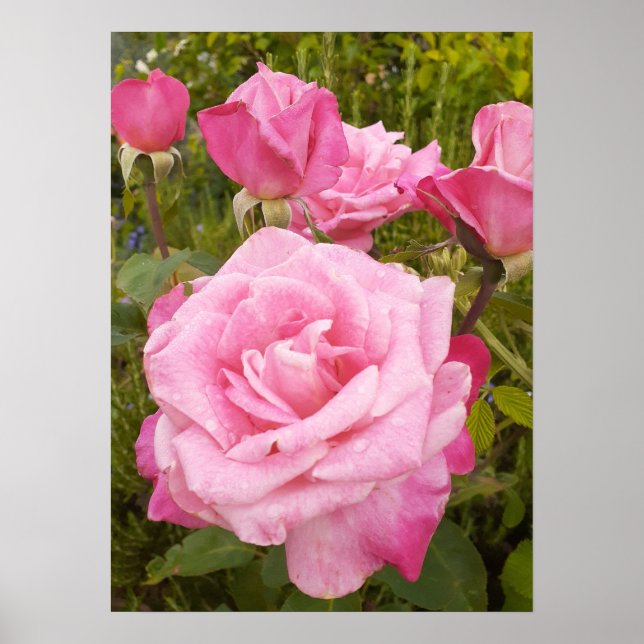 Póster Rosas Rosa Rosa Rosa Poster de Flor Floral (Frente)
