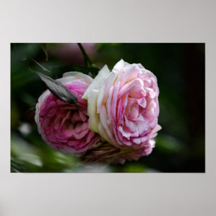 Póster Rosas Rosadas - Dueto Sonrojado