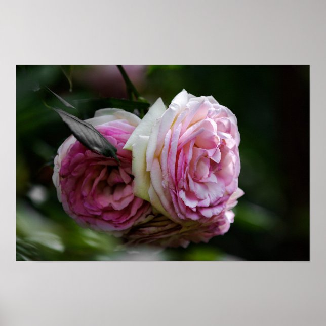 Póster Rosas Rosadas - Dueto Sonrojado (Frente)