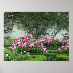 Póster Rosas rosadas elegantes