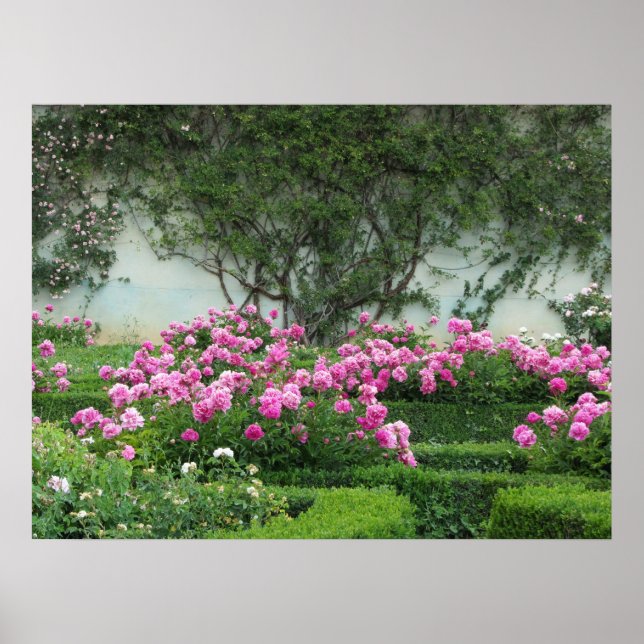 Póster Rosas rosadas elegantes (Frente)