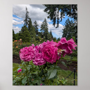 Póster Rosas rosadas en el jardín de rosas de Portland