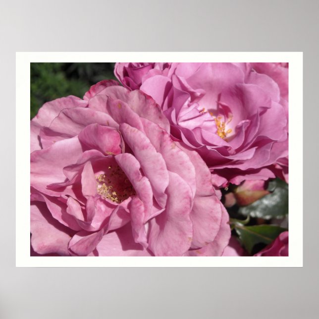 Póster Rosas Rosadas Profundas (Frente)