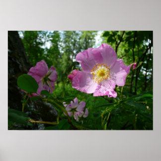 Póster Rosas rosadas silvestres en Alaska