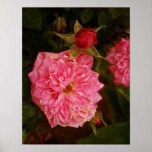 Póster Rosas rosados