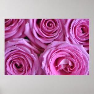 Póster Rosas rosados