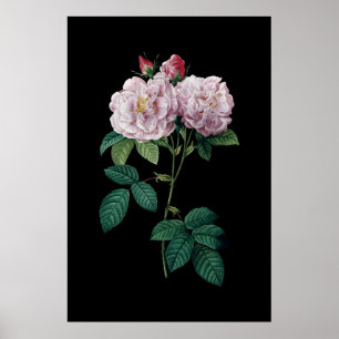 Póster Rosas rosados del poster negro del fondo de