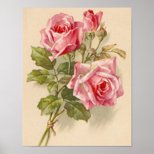 Póster Rosas rosados del vintage