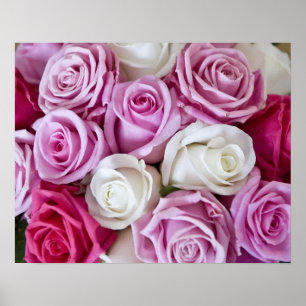 Póster Rosas rosados en lona
