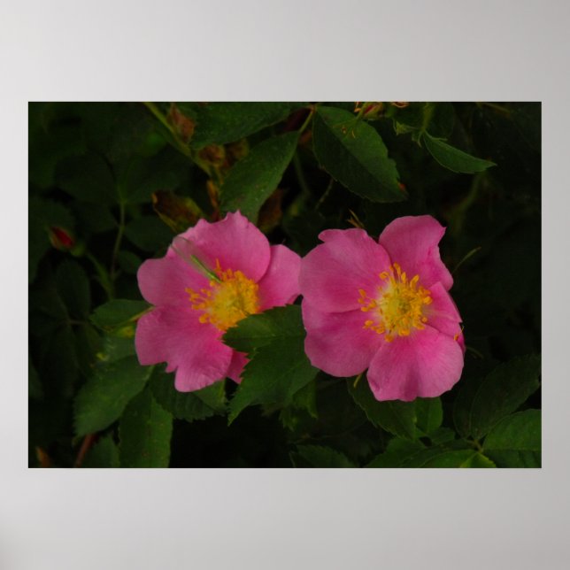 Póster Rosas rosados y salvajes Poster de fotografía flor (Frente)